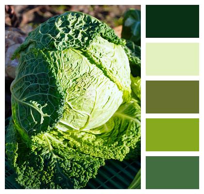 Food Vegetable Savoy Cabbage Image